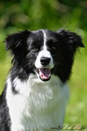 Amazon Flower Magic Bond_7